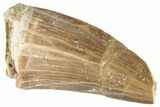 Fossil Mosasaur (Mosasaurus) Tooth - Morocco #286311-1